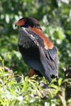 Bateleur