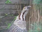 Himalayan snowcock