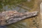 Malayan gharial