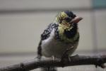 D'arnaud's Barbet