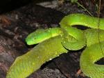 Gumprecht's green pitviper *