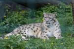 Snow leopard