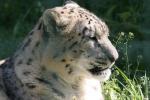 Snow leopard