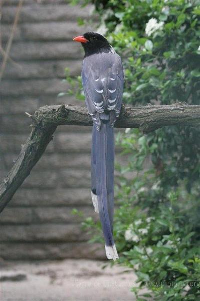 Red-billed blue magpie