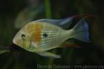 Threadfin acara