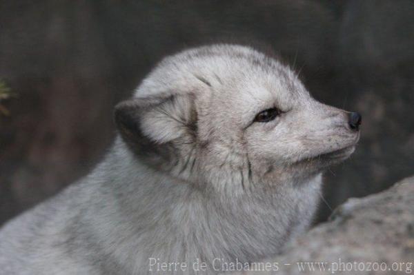 Arctic fox