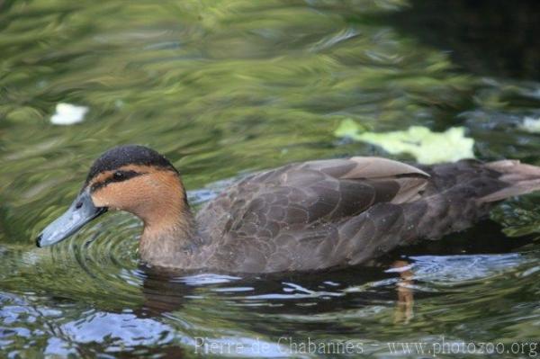 Philippine duck