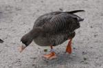 Greater white-fronted goose