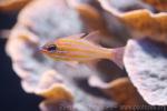 Yellowstriped cardinalfish