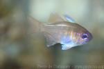 Threadfin cardinalfish