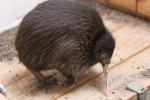 Northern brown kiwi