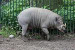 Sulawesi babirusa