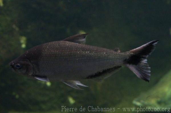 Upper-Amazon river-salmon