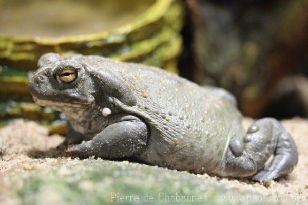 Colorado river toad