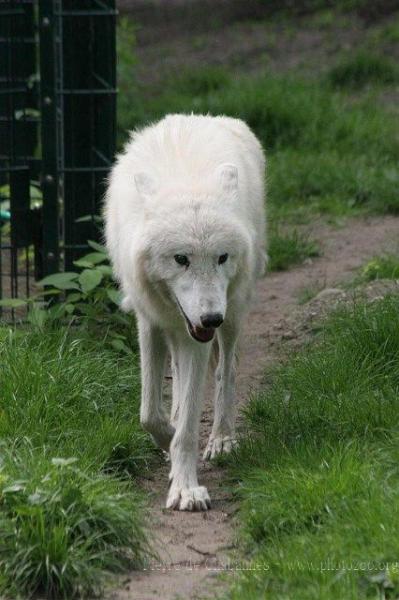 Arctic wolf