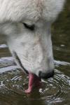 Arctic wolf