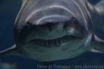 Sand tiger shark *