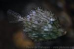 Prickly leatherjacket