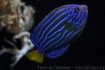 Bluestriped angelfish