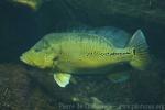 Rio Xingu peacock cichlid *