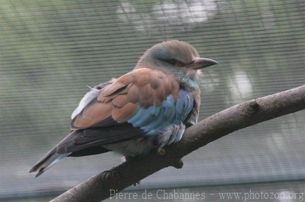 European roller