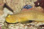 Blackfin goby *