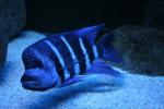 Humphead cichlid