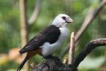 White-headed buffalo-weaver *