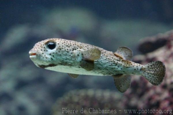 Spot-fin porcupinefish