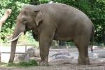 Asian elephant