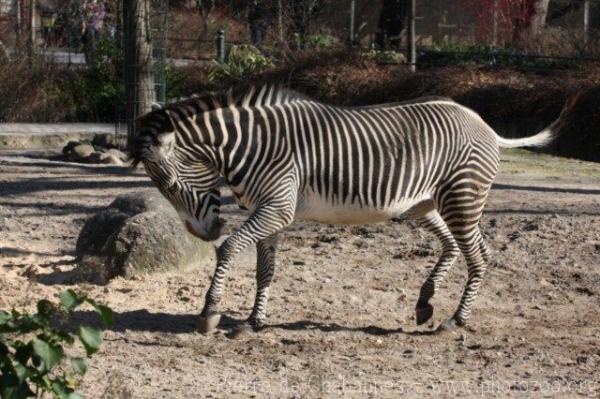 Grévy's zebra