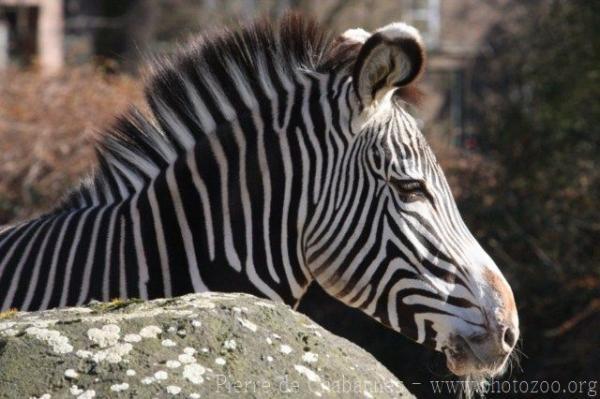 Grévy's zebra