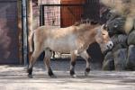 Przewalski's horse