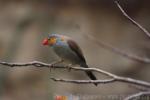 Orange-cheeked waxbill