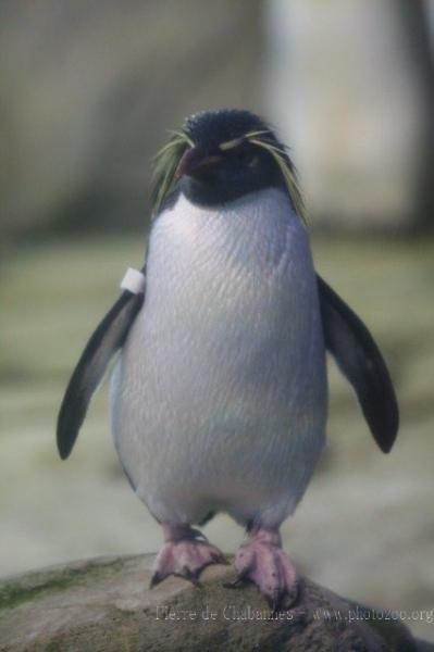 Northern rockhooper penguin