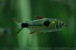 Bucktooth tetra