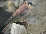 American kestrel