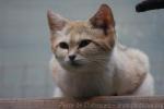 Sand cat