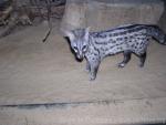 Common genet *