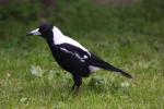 Australian magpie