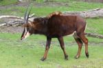 Southern sable antelope