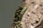 Philippine sailfin lizard