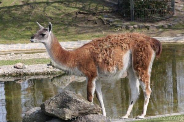 Guanaco