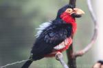 Bearded barbet