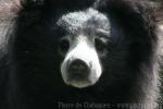 Indian sloth bear