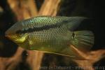 Flag cichlid