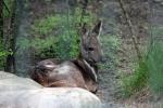 Siberian musk-deer