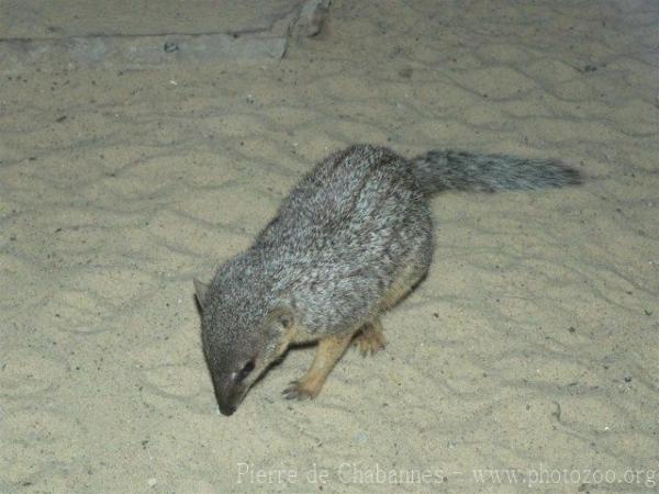 Narrow-striped boky