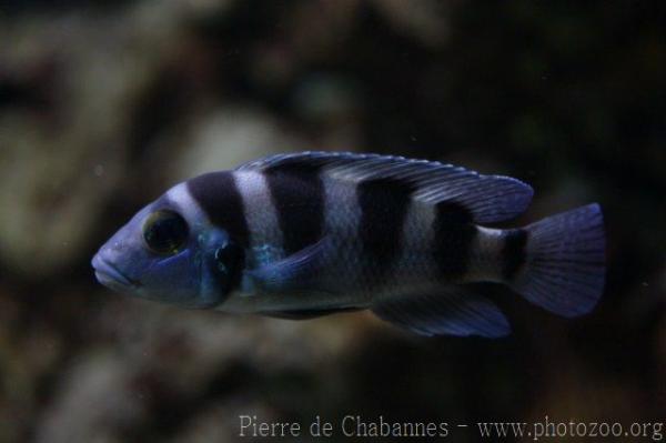 Black-banded lamprologus