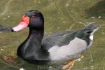 Rosy-billed pochard